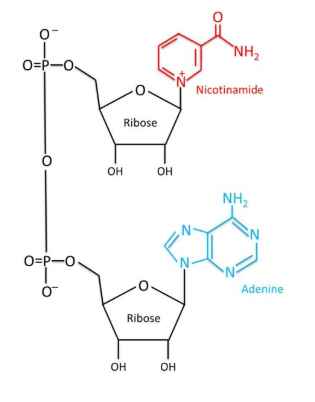 NAD+ 100mg structure